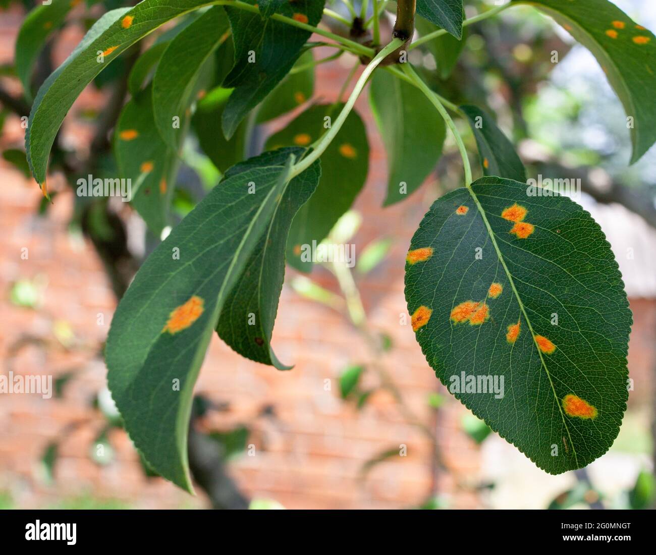 Green leaf disease. Aphid on fruit trees. Sick tree. Orange spots on fresh leaves. Stock Photo