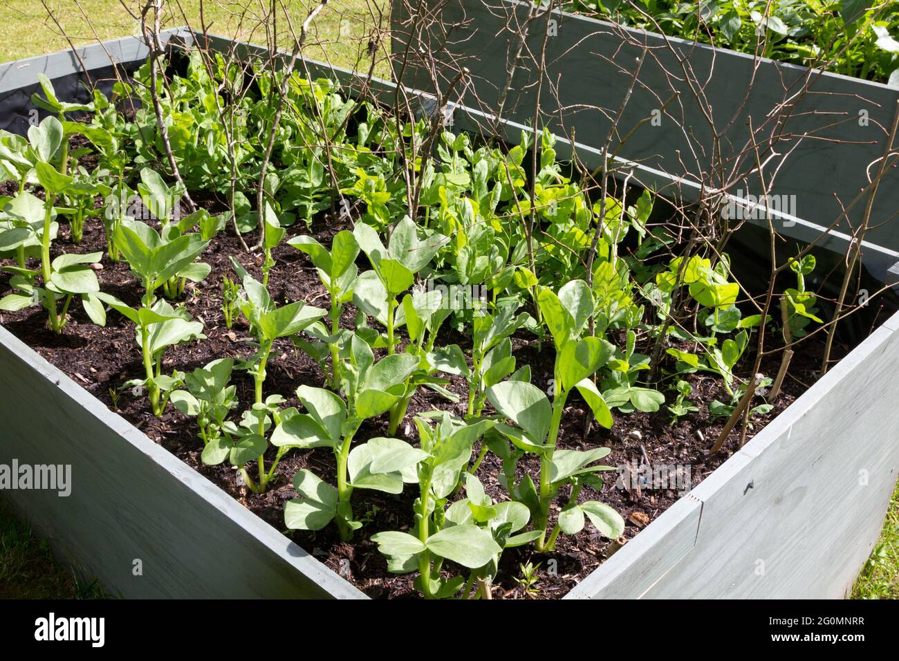 Young broad beans and peas growing together in a raise bed. Stock Photo