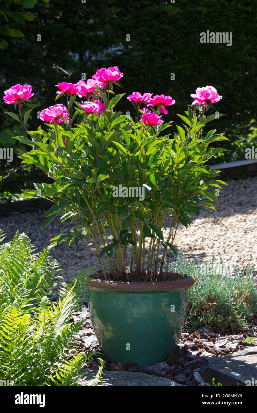A red Peony plant growing in a pot in full flower. Stock Photo