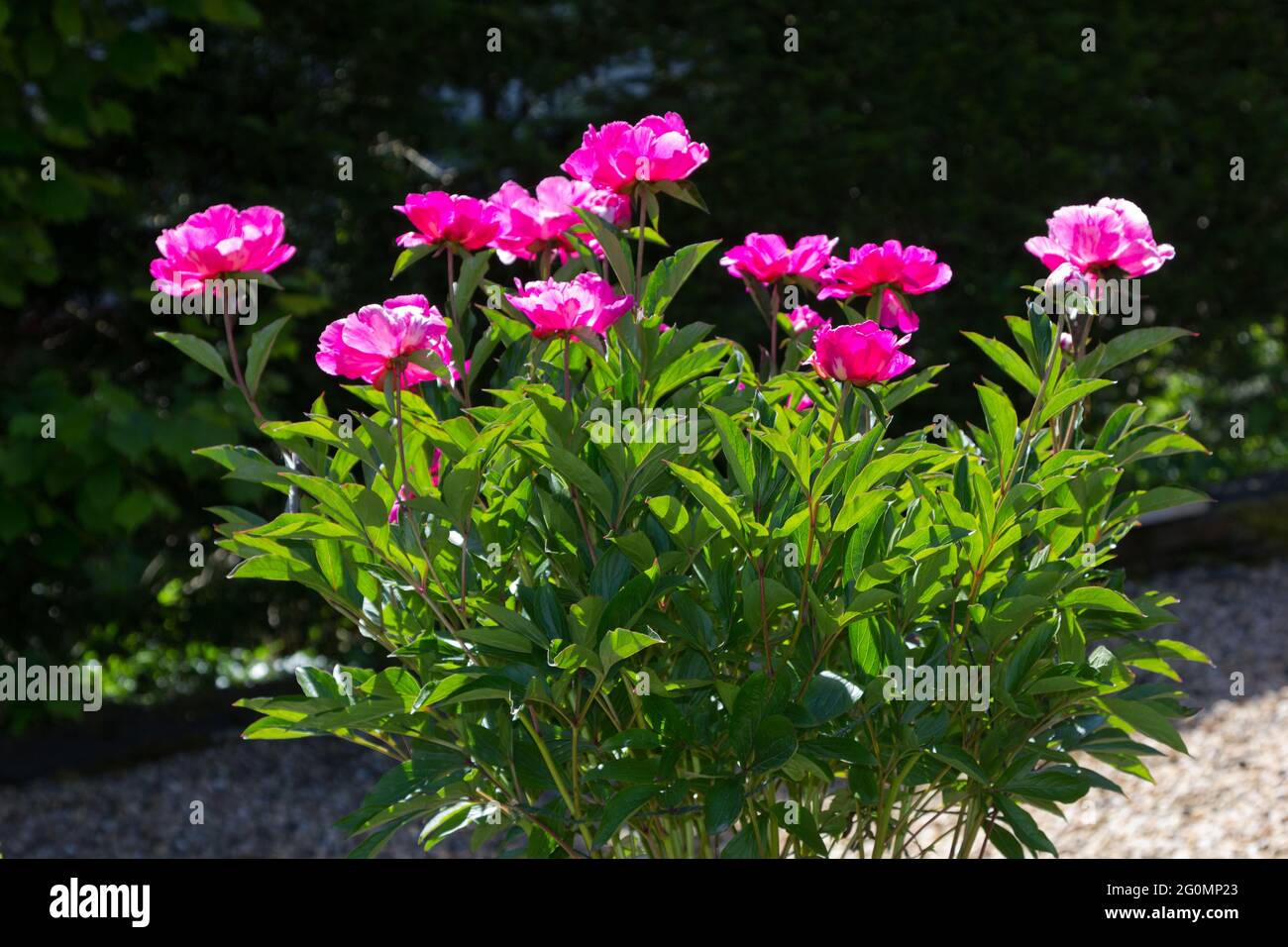 A red Peony plant growing in a pot in full flower. Stock Photo