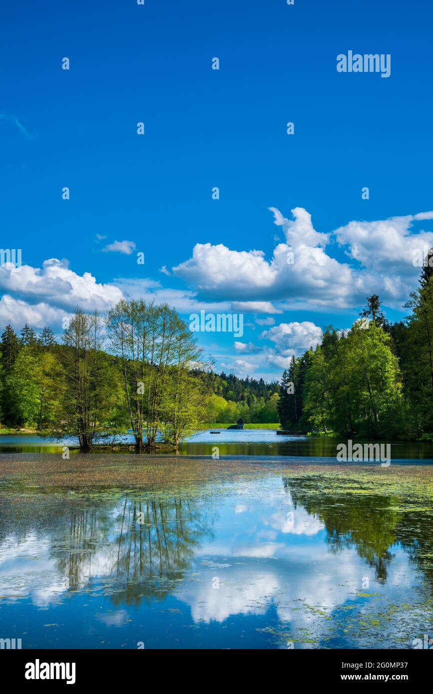 Germany, Beautiful ebnisee lake water near kaisersbach in idyllic green woodland nature scenery in summer season, perfect for swimming Stock Photo