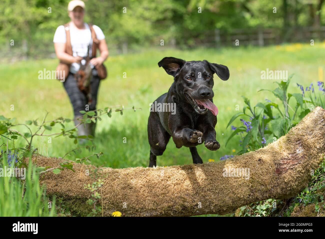 Korthals griffon being trained by gundog trainer Stock Photo