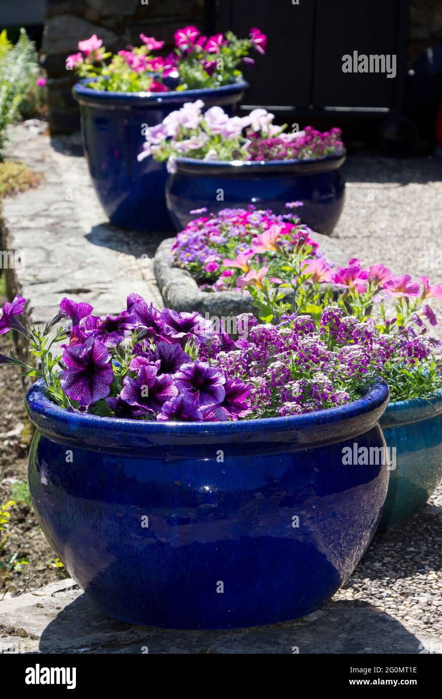 Summer bedding plants in a pot Stock Photo
