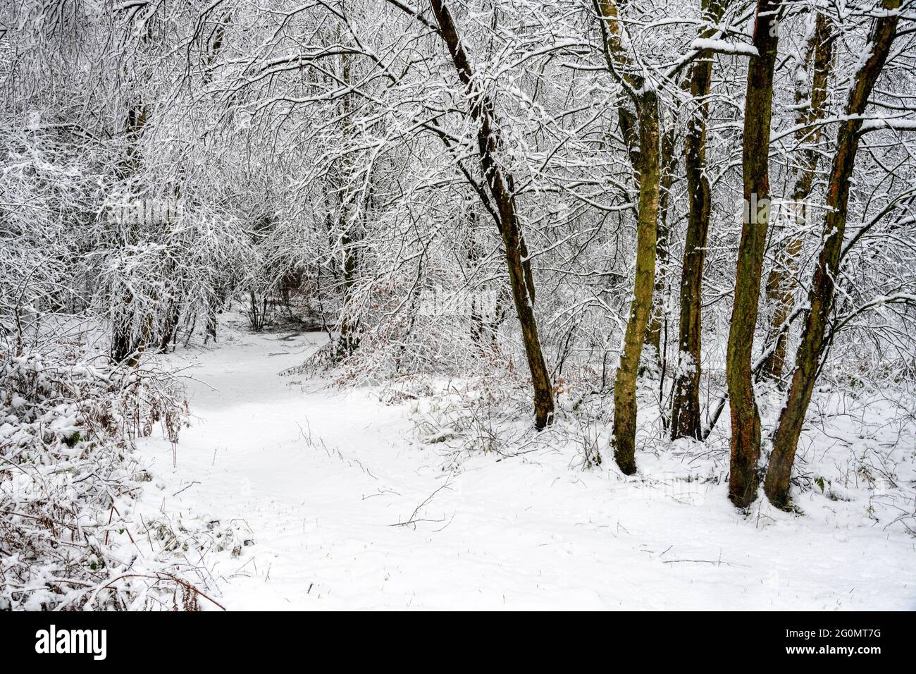 Snow in the woods at Cawthorne, near Pickering Stock Photo
