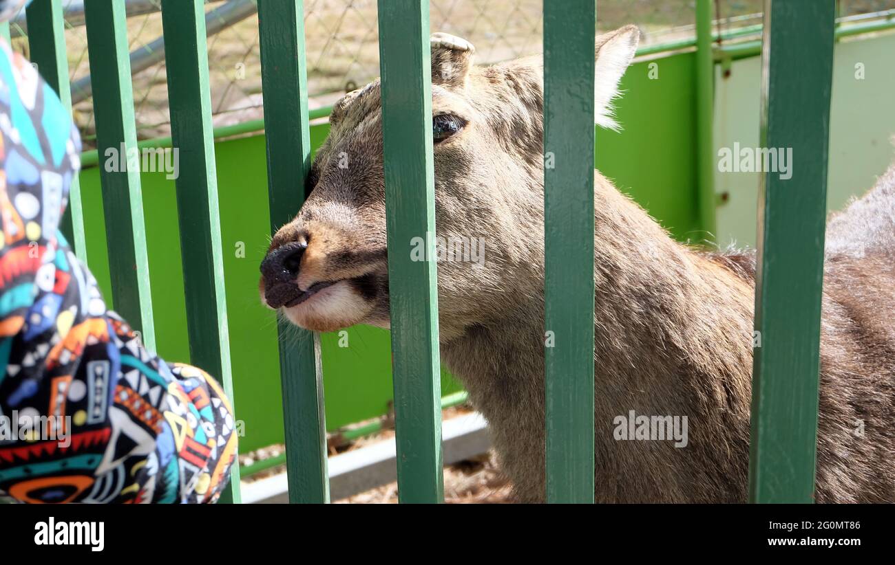 A deer peeking from behind a bar fence at a visitor wearing colorful clothes, at Nara deer park, Japan. Stock Photo