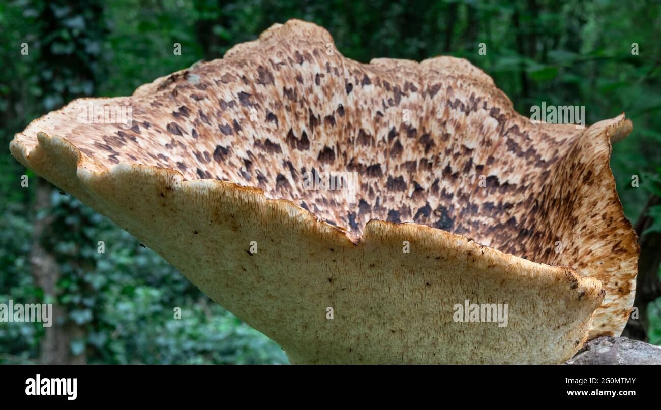 DRYAD’S SADDLE, Cerioporus squamosus, Pheasant back mushroom, Pheasant back, Polyporus squamosus Stock Photo