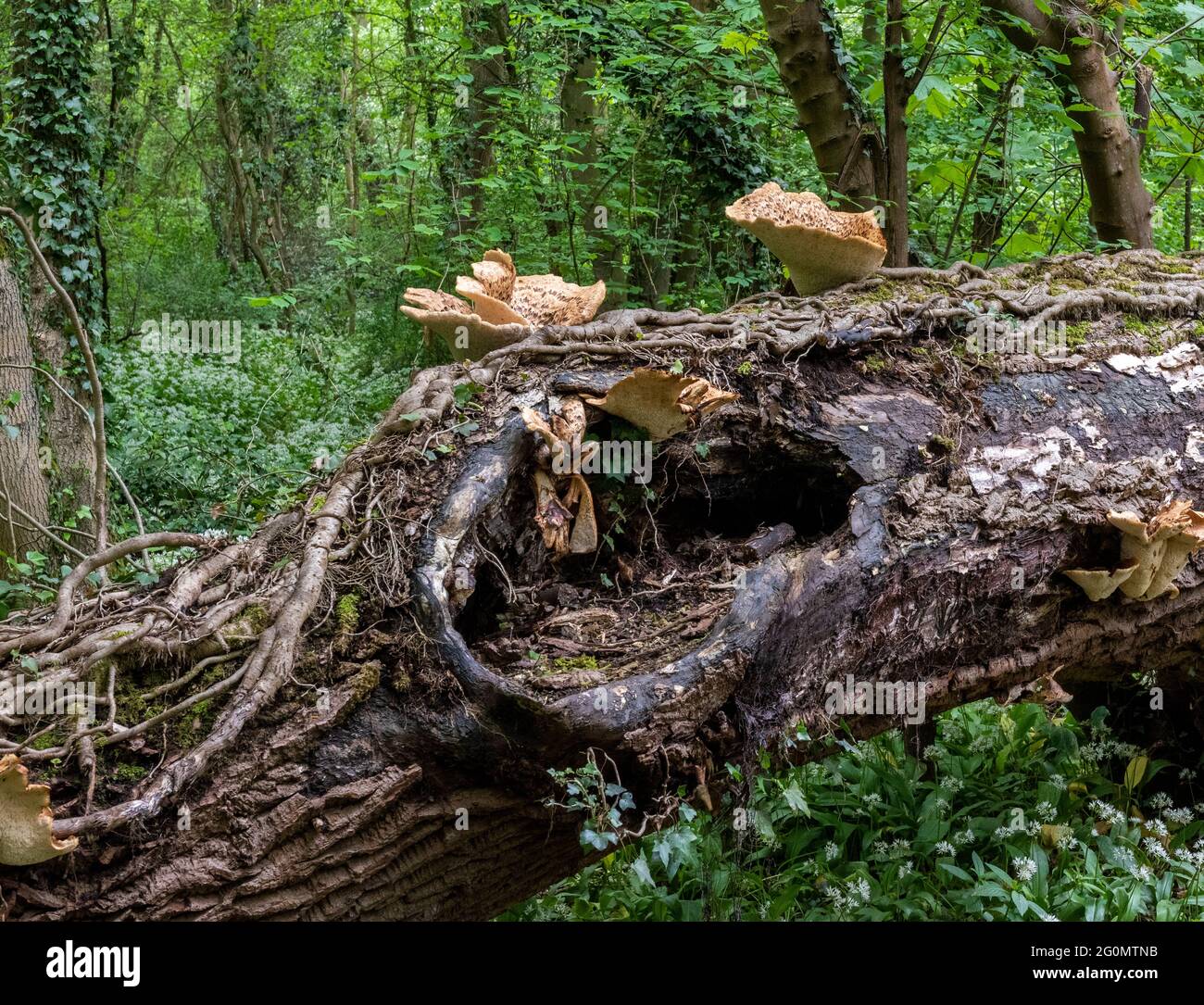DRYAD’S SADDLE, Cerioporus squamosus, Pheasant mushroom, Pheasant back, Polyporus squamosus Stock Photo