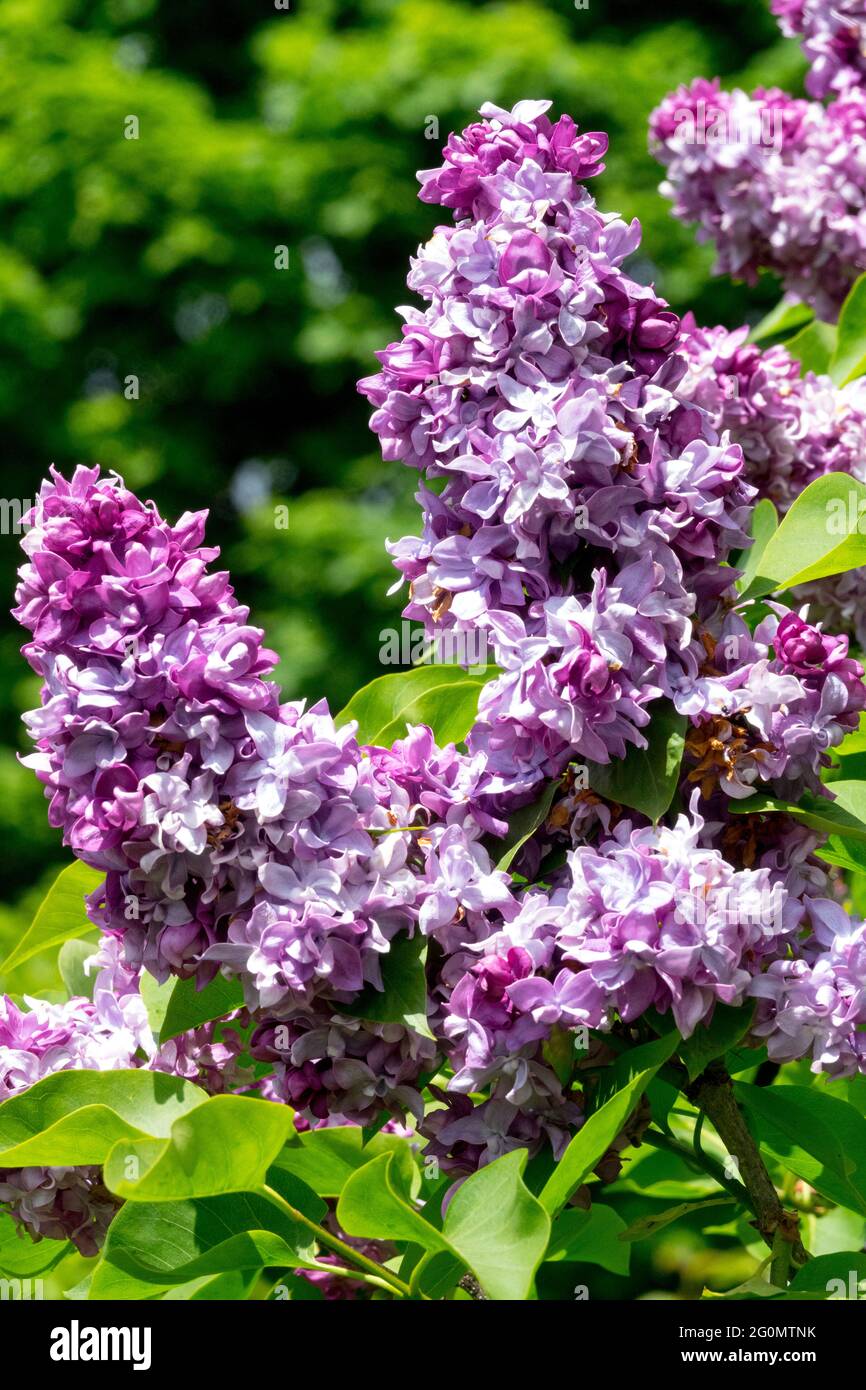 Syringa Katherine Havemeyer Shrub Syringa vulgaris Katherine Havemeyer Lilac Syringa Flower Stock Photo