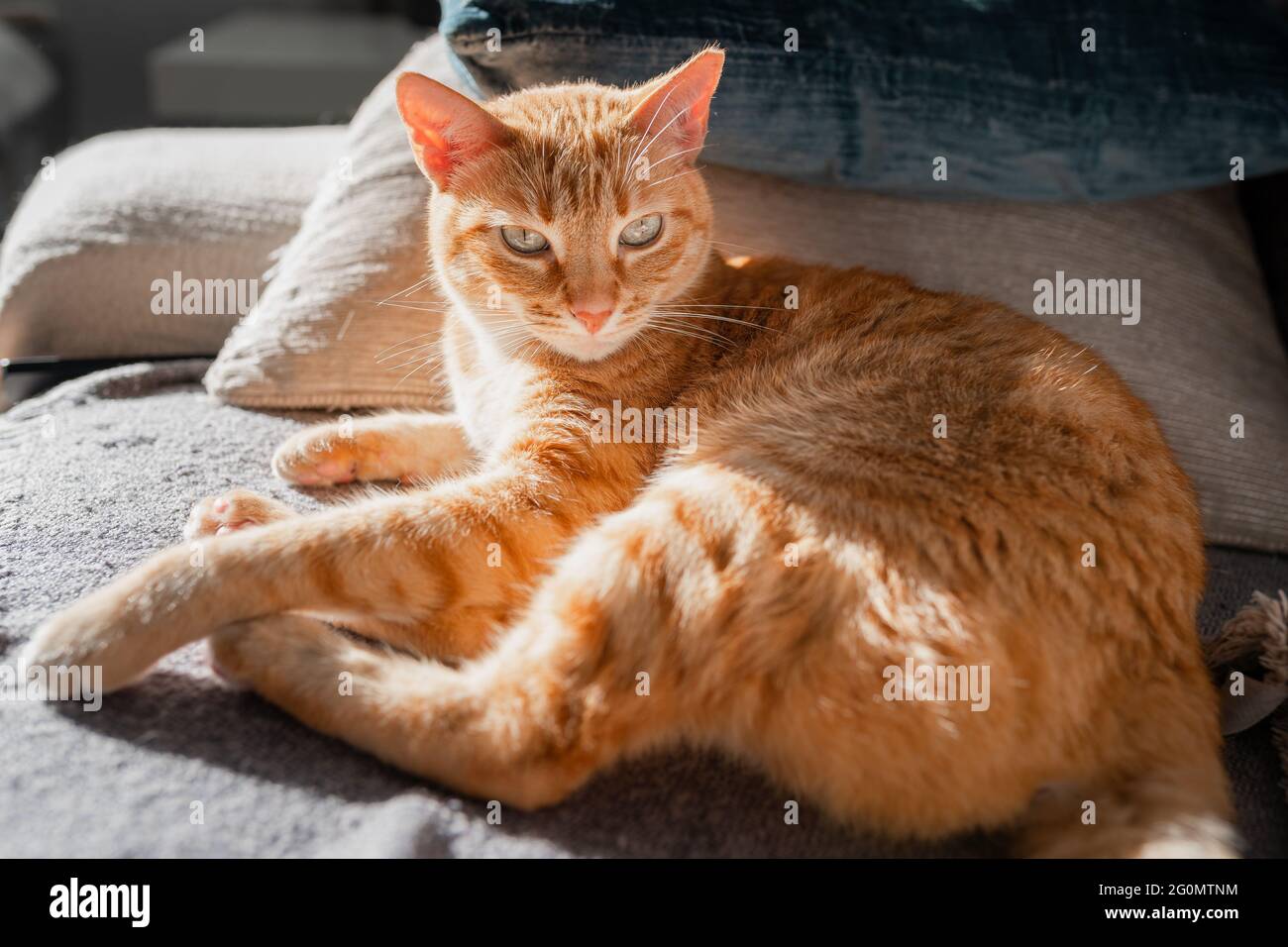 brown tabby cat with green eyes lying on a sofa under the light of the ...