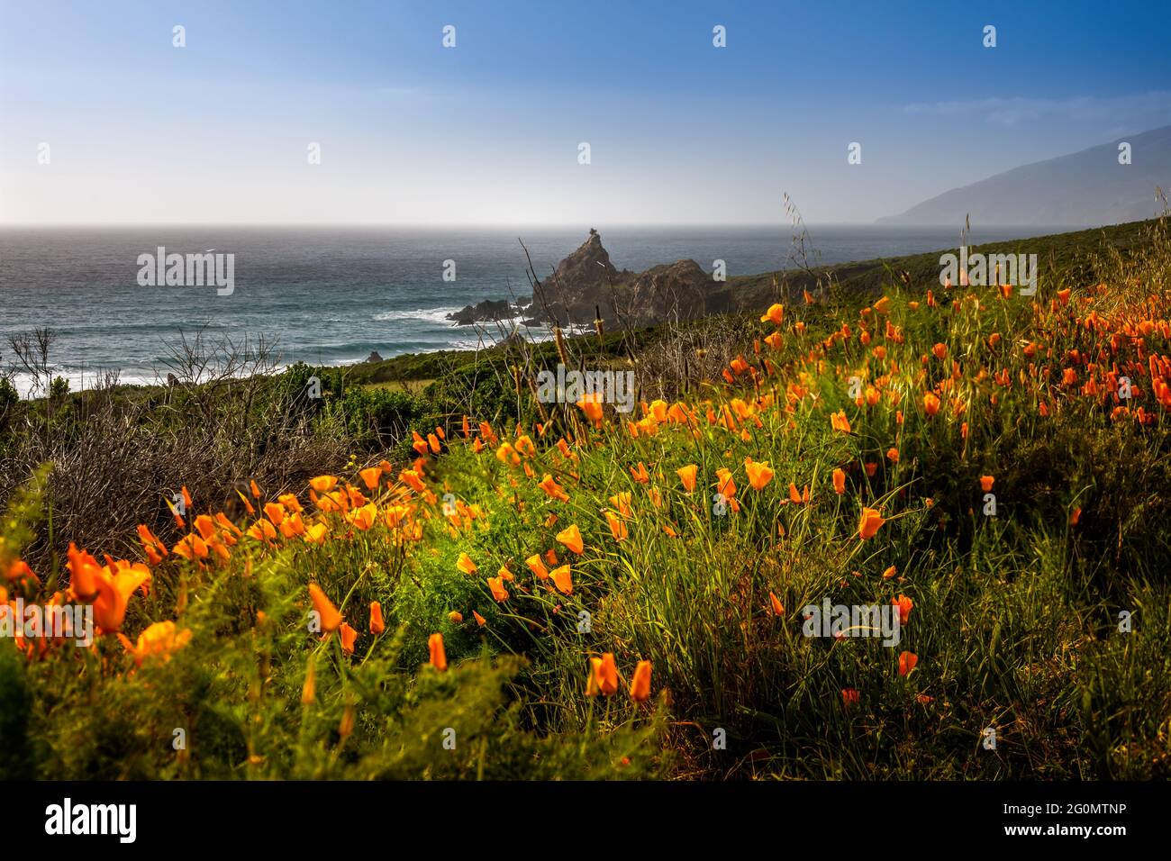 California coastal wildflowers hi-res stock photography and images - Alamy