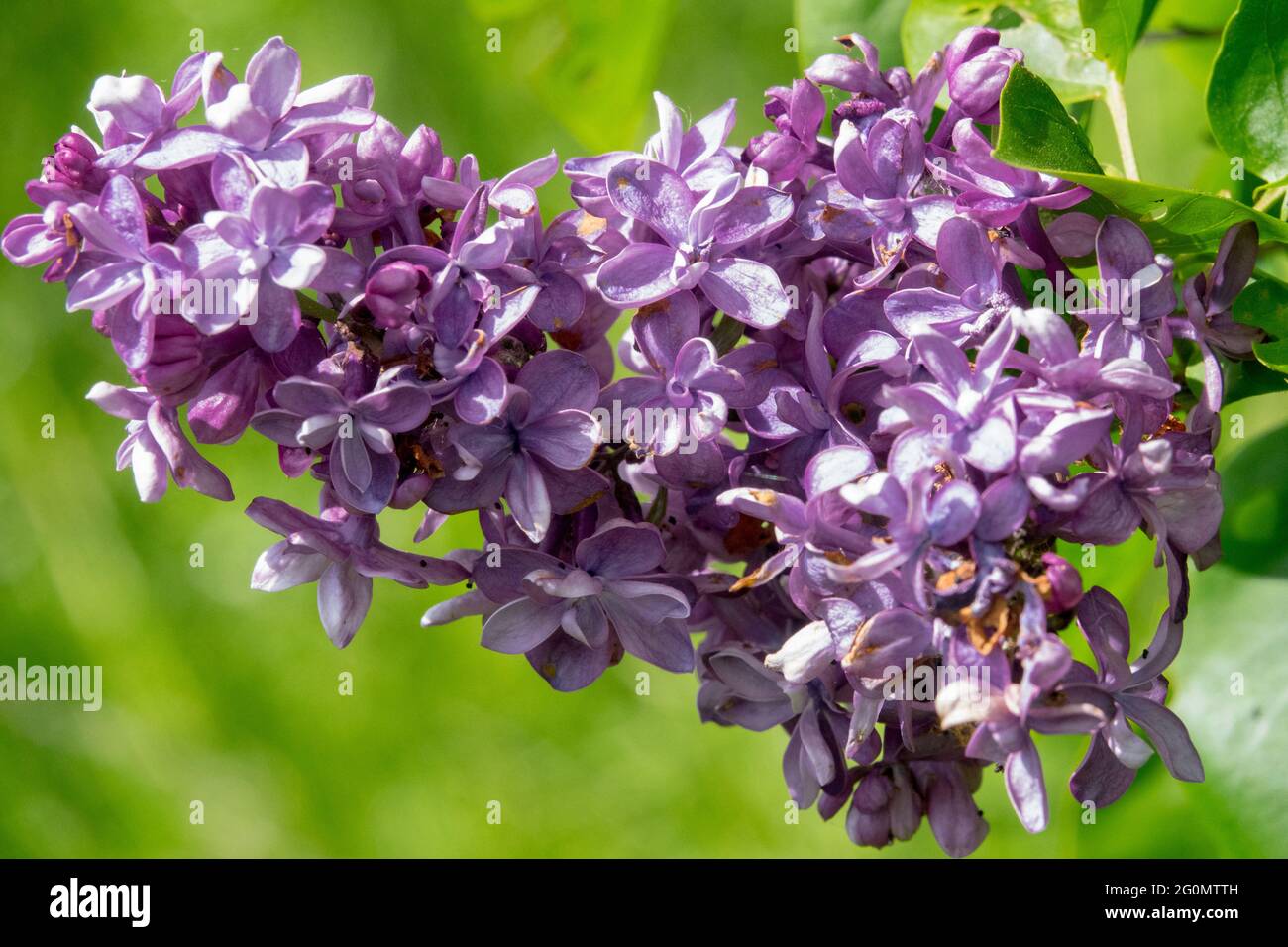 Syringa vulgaris Violetta Spring Lilac Vibrant Flower Stock Photo