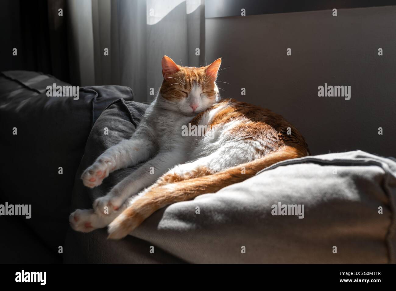 brown and white cat with yellow eyes lying on a sofa, sleeps under the ...