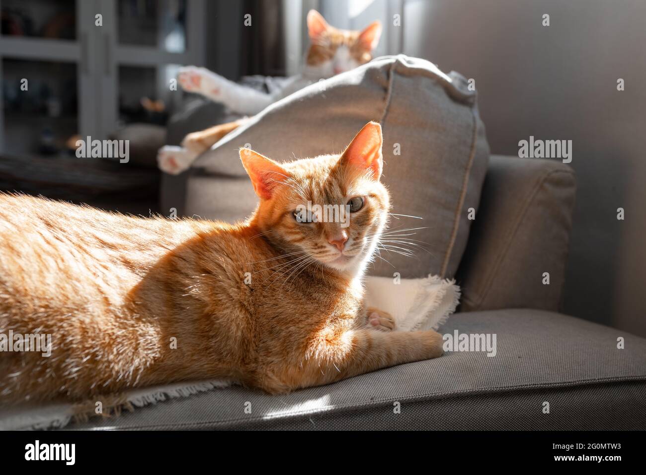 brown tabby cat with green eyes lying on a sofa under the light of the ...