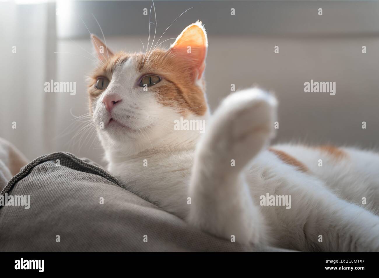 close up. brown and white cat with yellow eyes lying on a sofa Stock ...