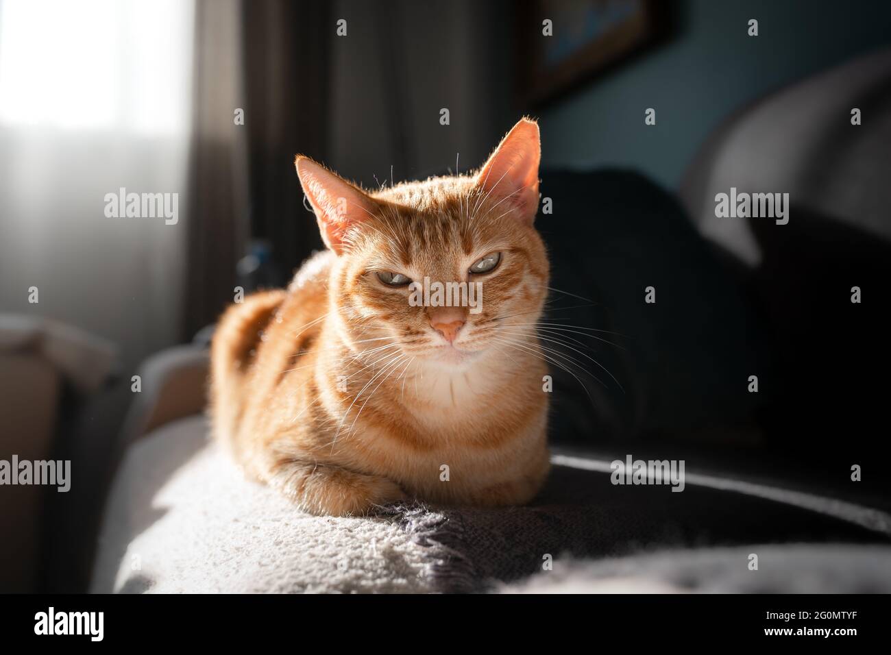 close up. brown tabby cat with green eyes lying on a sofa under the ...
