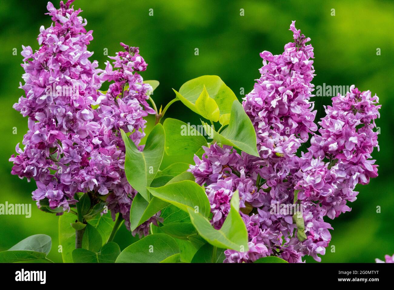 Syringa Anne Tighe Garden Lilac Purple Syringa Shrub Flower Fragrant