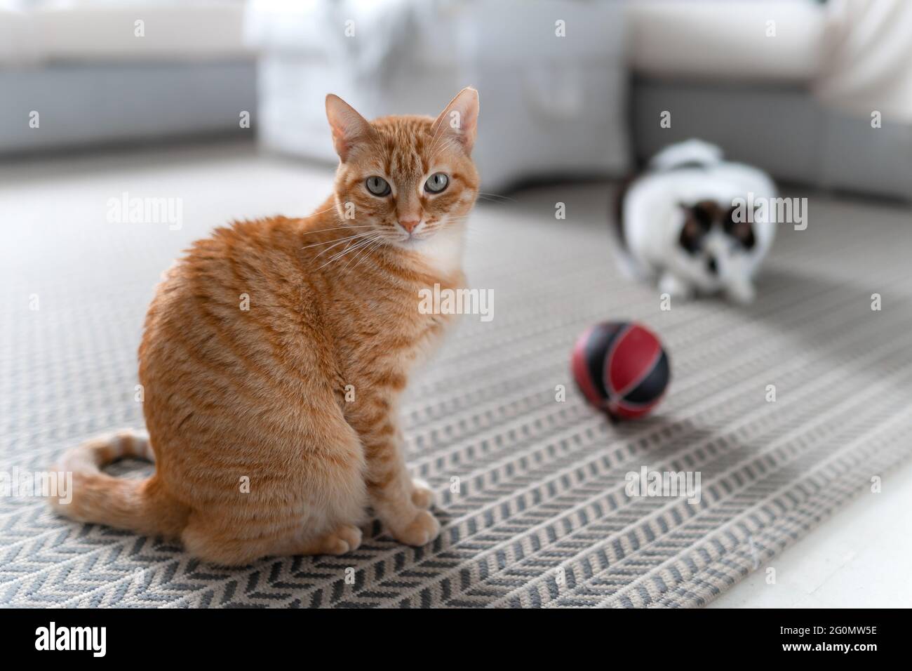 brown tabby cat sitting on the carpet, looks at the camera Stock Photo ...