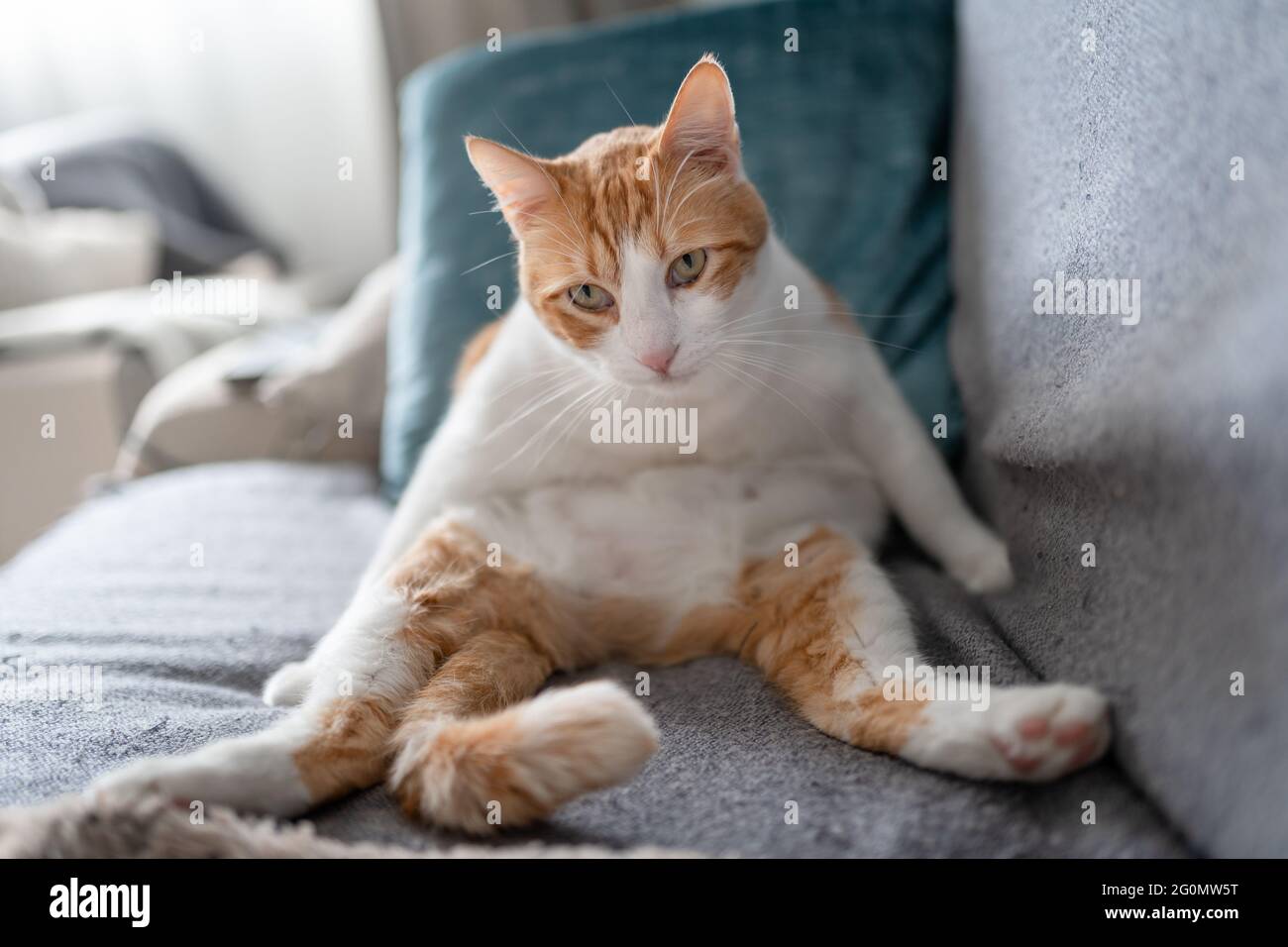 brown and white cat with yellow eyes sitting on the sofa with a funny ...