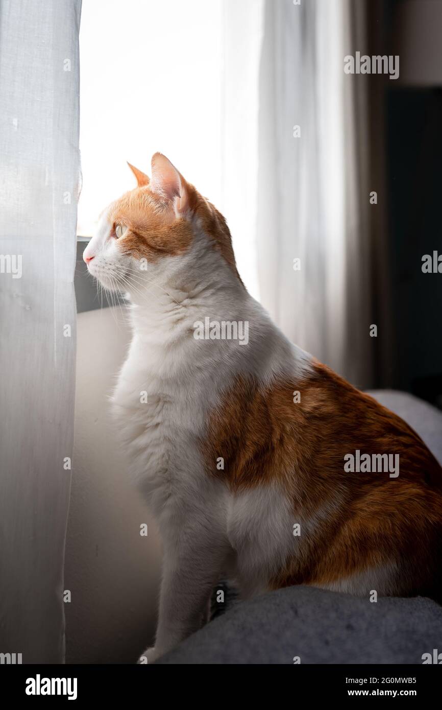 brown and white cat sitting on a sofa, looks outside from the window ...
