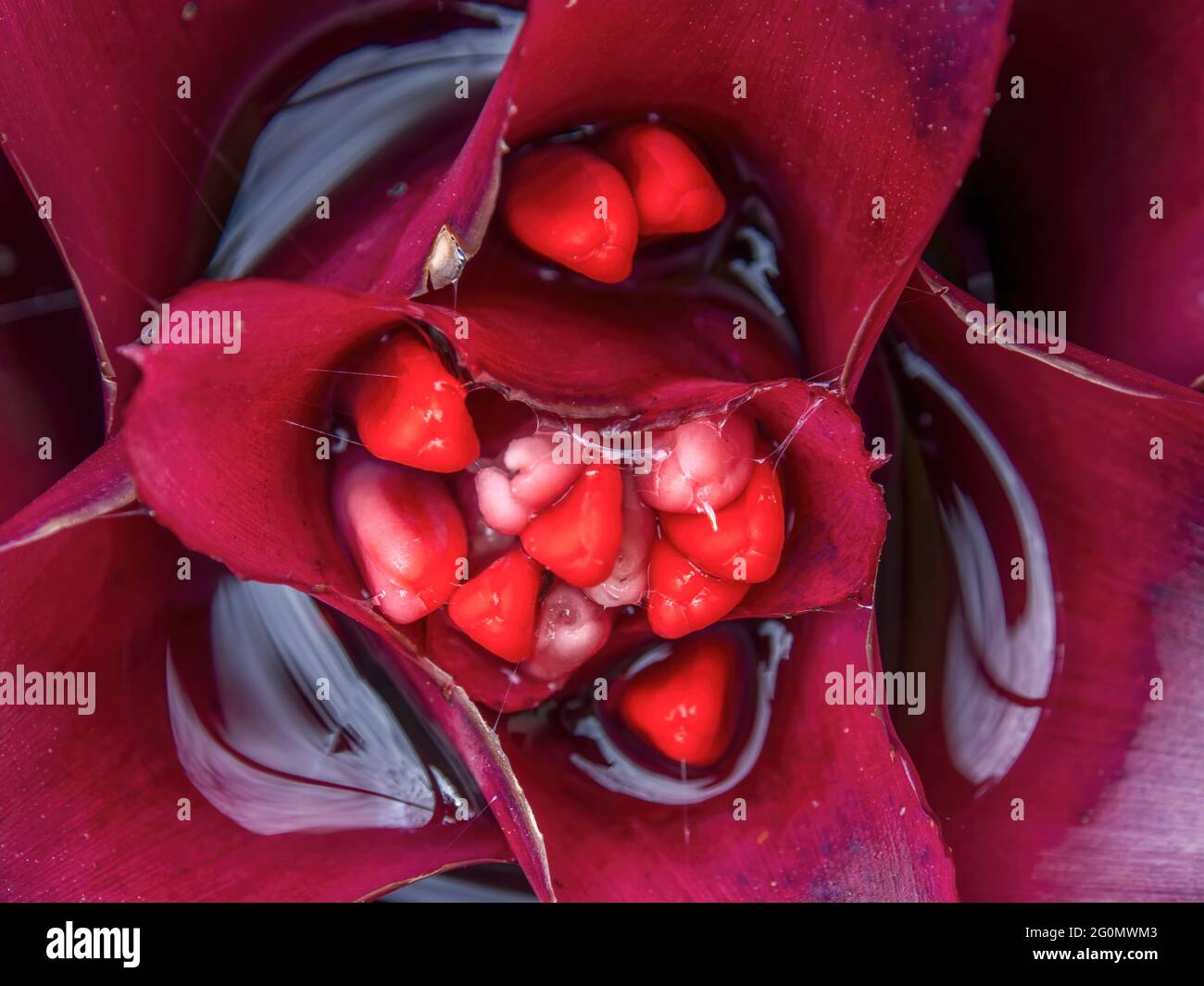 Macro phtography of a blooming bromelia with rainwater, captured in a garden near the town of Arcabuco, in the central Andes of Colombia. Stock Photo