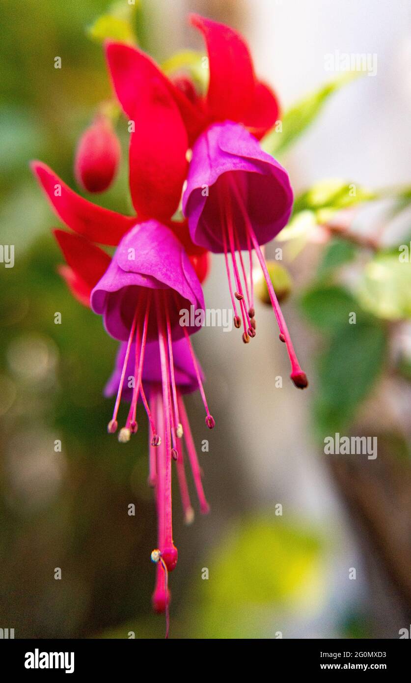 Fuchsia flower of the Onagraceae family. Stock Photo