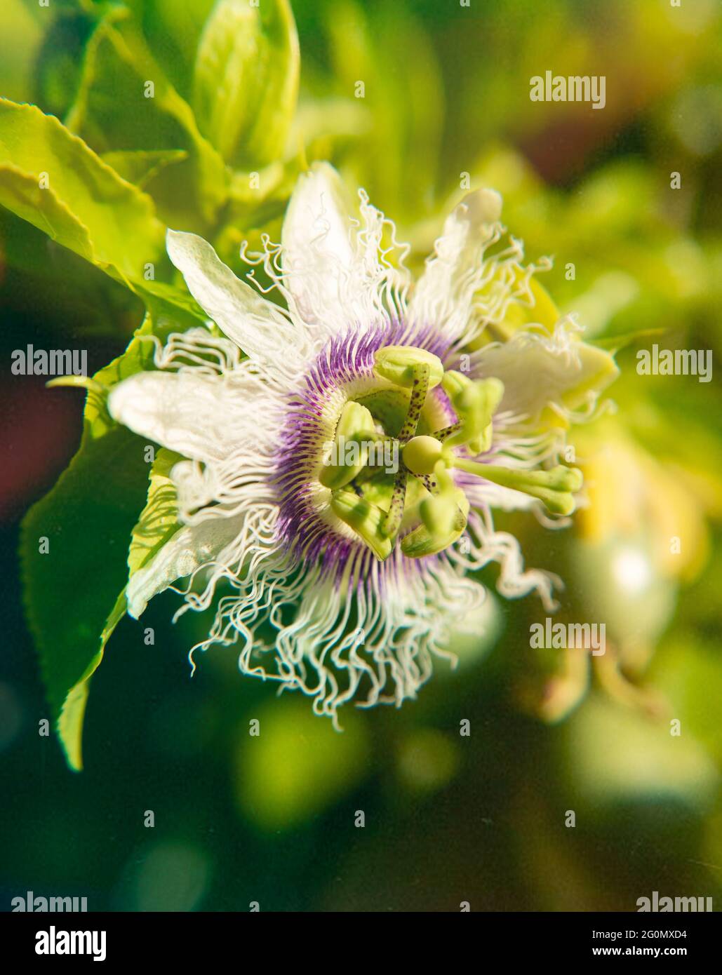 Passiflora, passion fruit flower Stock Photo Alamy