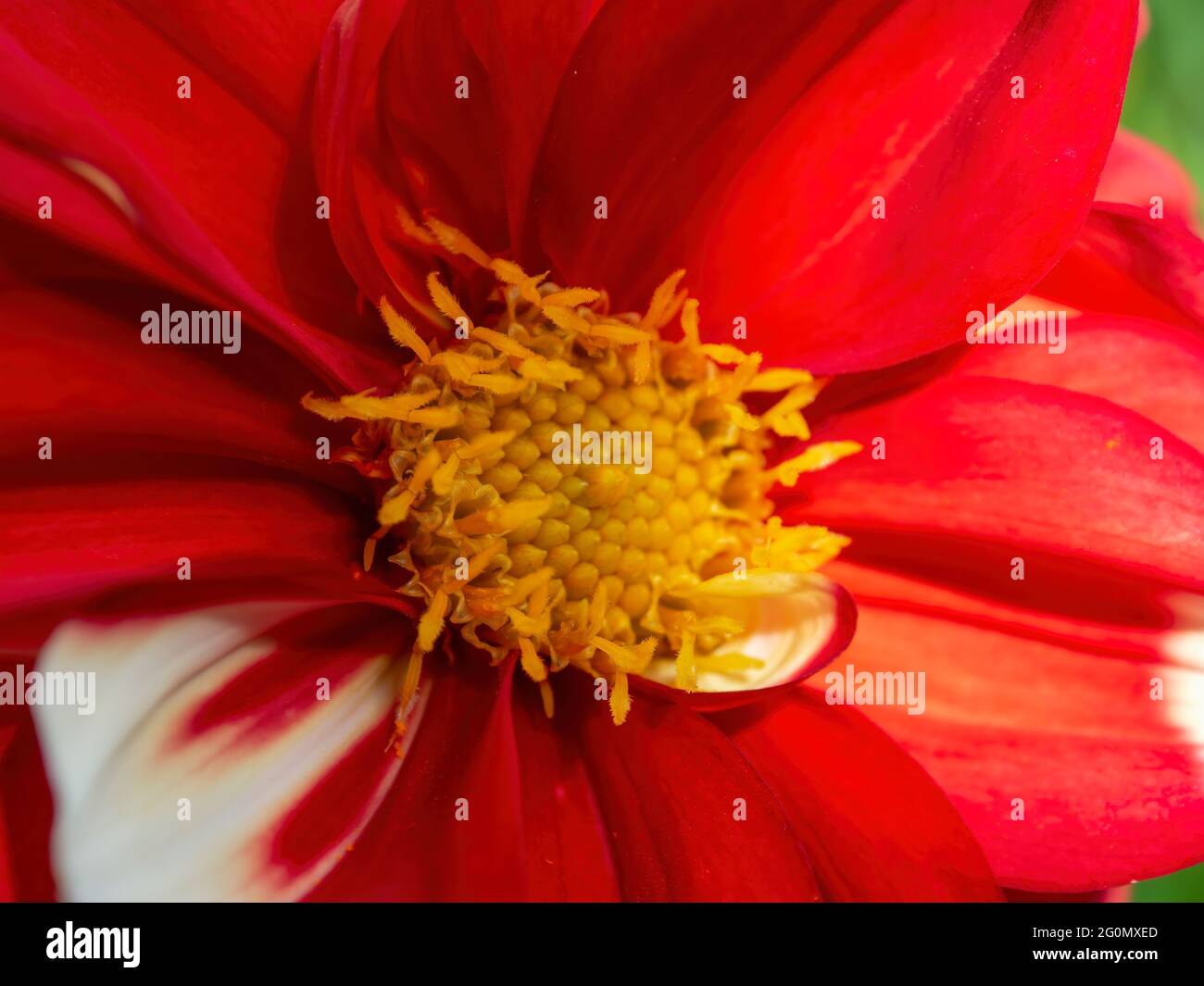 Macro photography of a red and white dahlia flower, captured in a garden near the colonial town of Villa de Leyva, in the central Andean mountains of Stock Photo