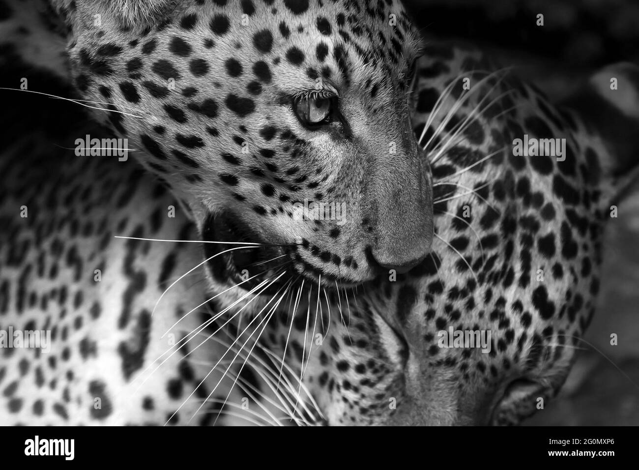 Couple Indochinese leopard grooming in the cave. Monochrome Focus on leopard head. Stock Photo