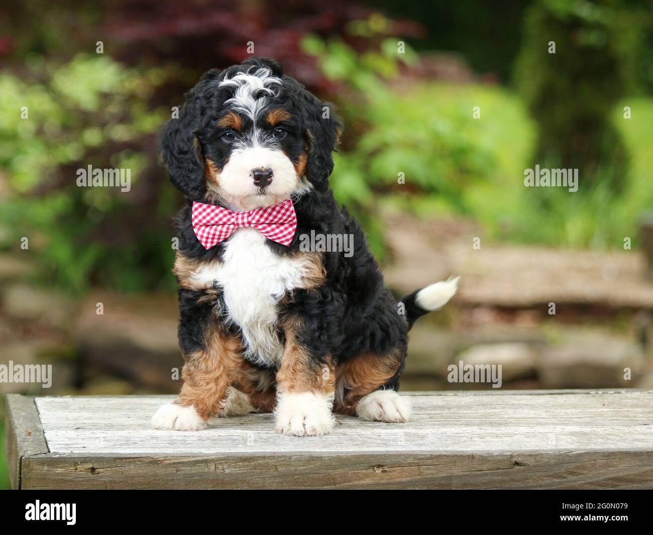 Tri-colored Mini Bernedoodle puppy with bowtie sitting on bench facing camera Stock Photo