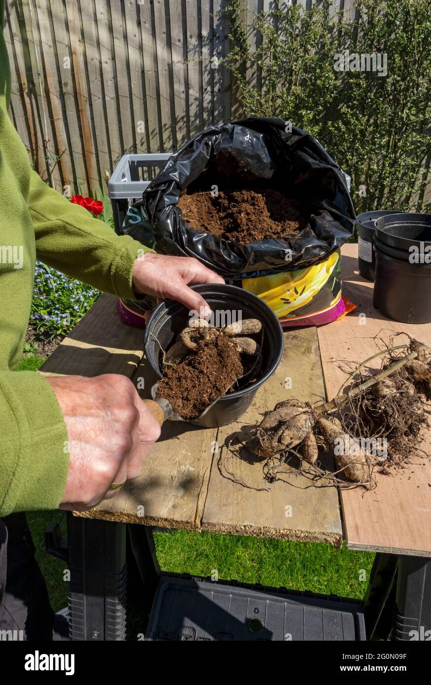 Close up of man gardener planting dahlia tuber tubers in a plant pot in spring England UK United Kingdom GB Great Britain Stock Photo
