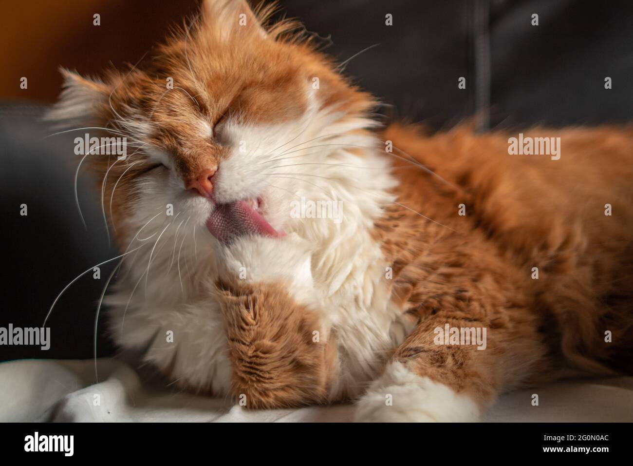 Beautiful orange furry male cat resting on a leather chair and licking its paw Stock Photo