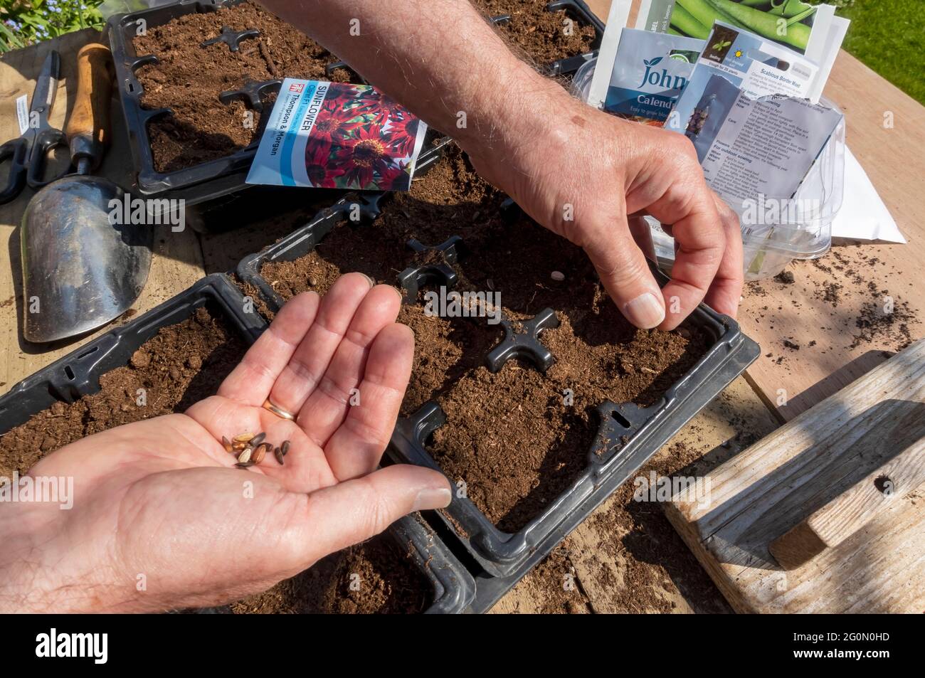 Close up of man gardener planting sowing sunflower seeds in a seedtray pots in spring England UK United Kingdom GB Great Britain Stock Photo