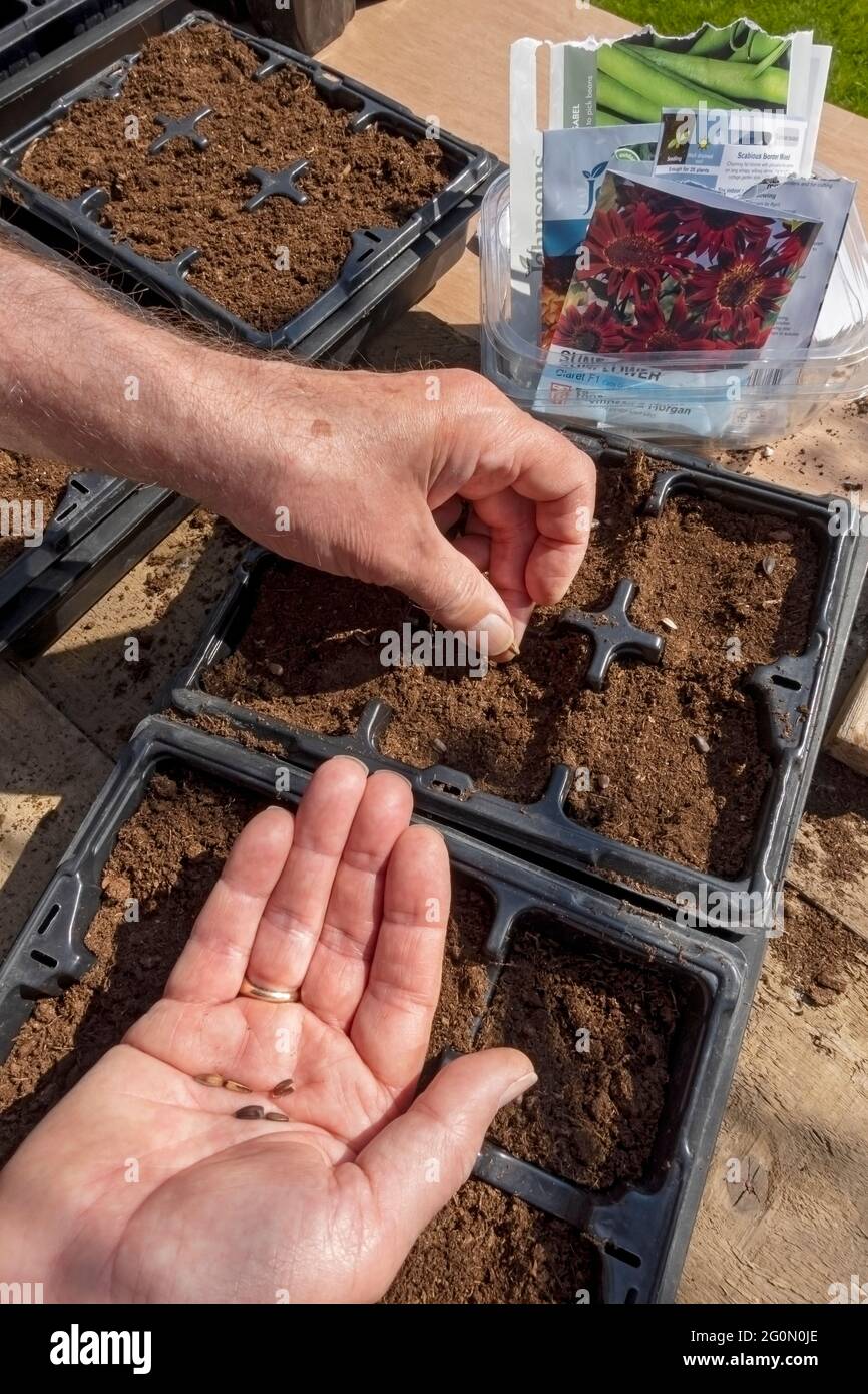 Close up of man gardener person planting sowing setting sunflower seeds in a seed tray in spring England UK United Kingdom GB Great Britain Stock Photo