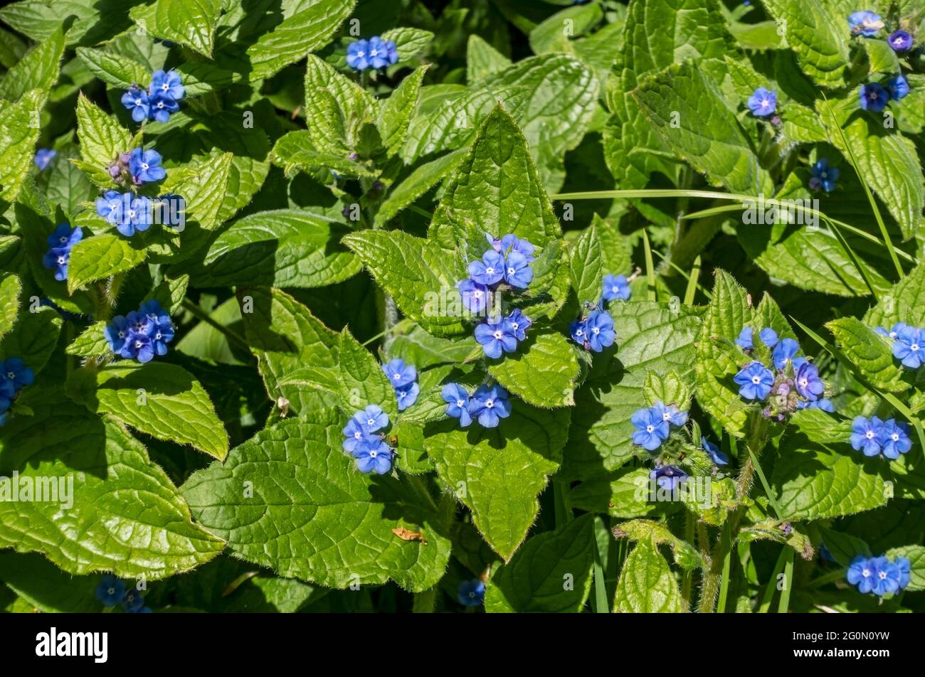 Close up of Green Alkanet Pentaglottis sempervirens blue flower flowers in spring England UK United Kingdom GB Great Britain Stock Photo