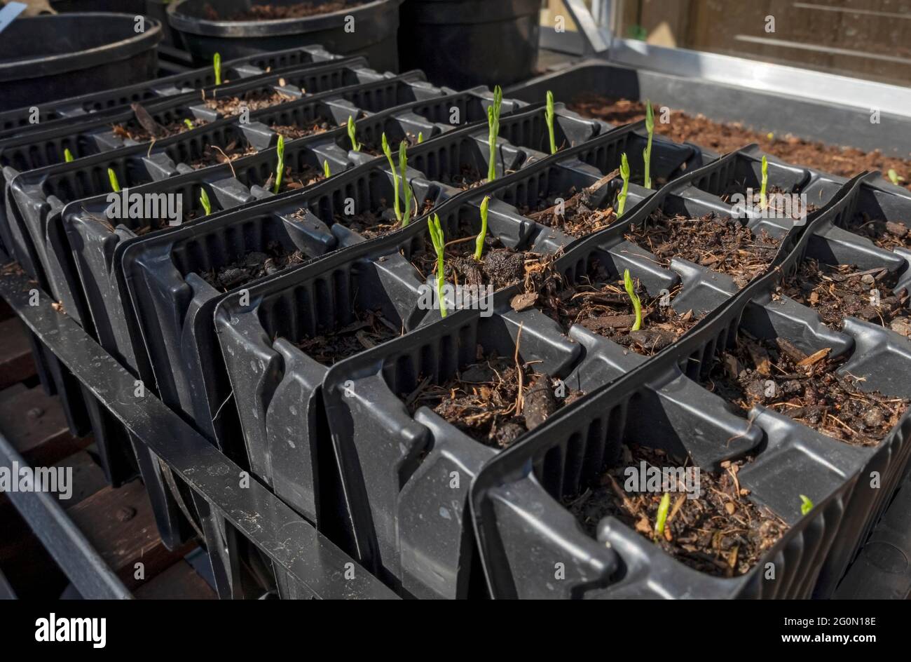 Close up of sweet pea seedlings beginning to emerge in root trainer pots in greenhouse in spring England UK United Kingdom GB Great Britain Stock Photo