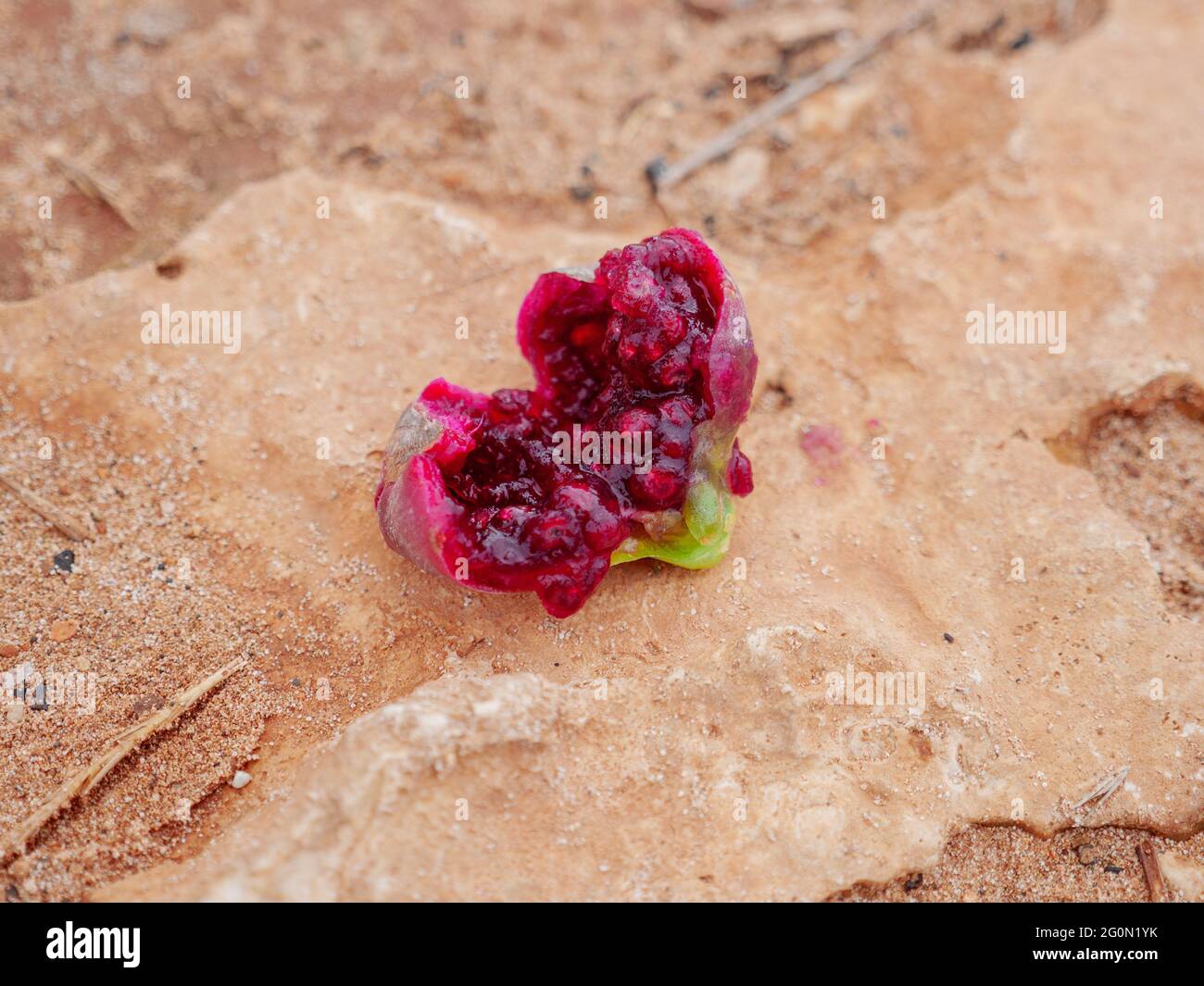 Opuntia fruit or prickly pear edible cactus fruit cut in half with seeds and flesh outside, lying on a yellow rock oudoors near mediterranean sea. Stock Photo