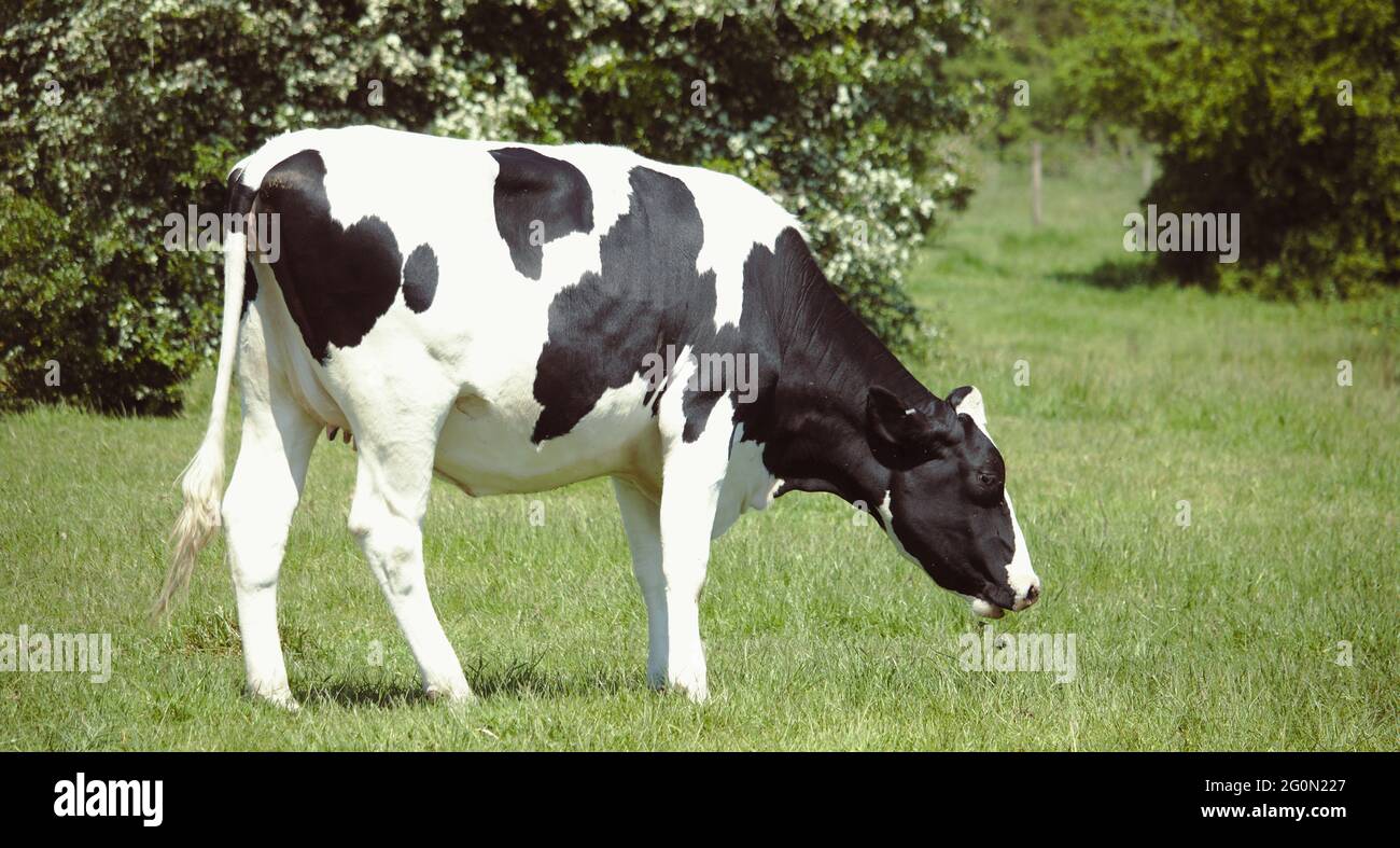 Black and white cow eating grass Stock Photo - Alamy