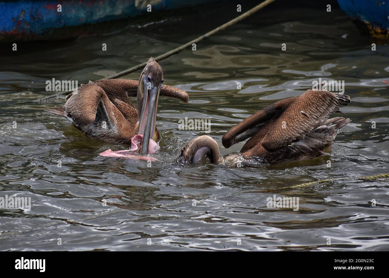 Two (2) brown pelicans feed on a piece of fish meat in Orange Valley, Trinidad Stock Photo