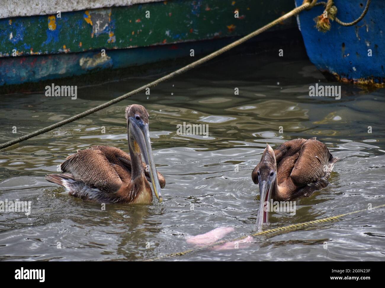 Two (2) brown pelicans feed on a piece of fish meat in Orange Valley, Trinidad Stock Photo