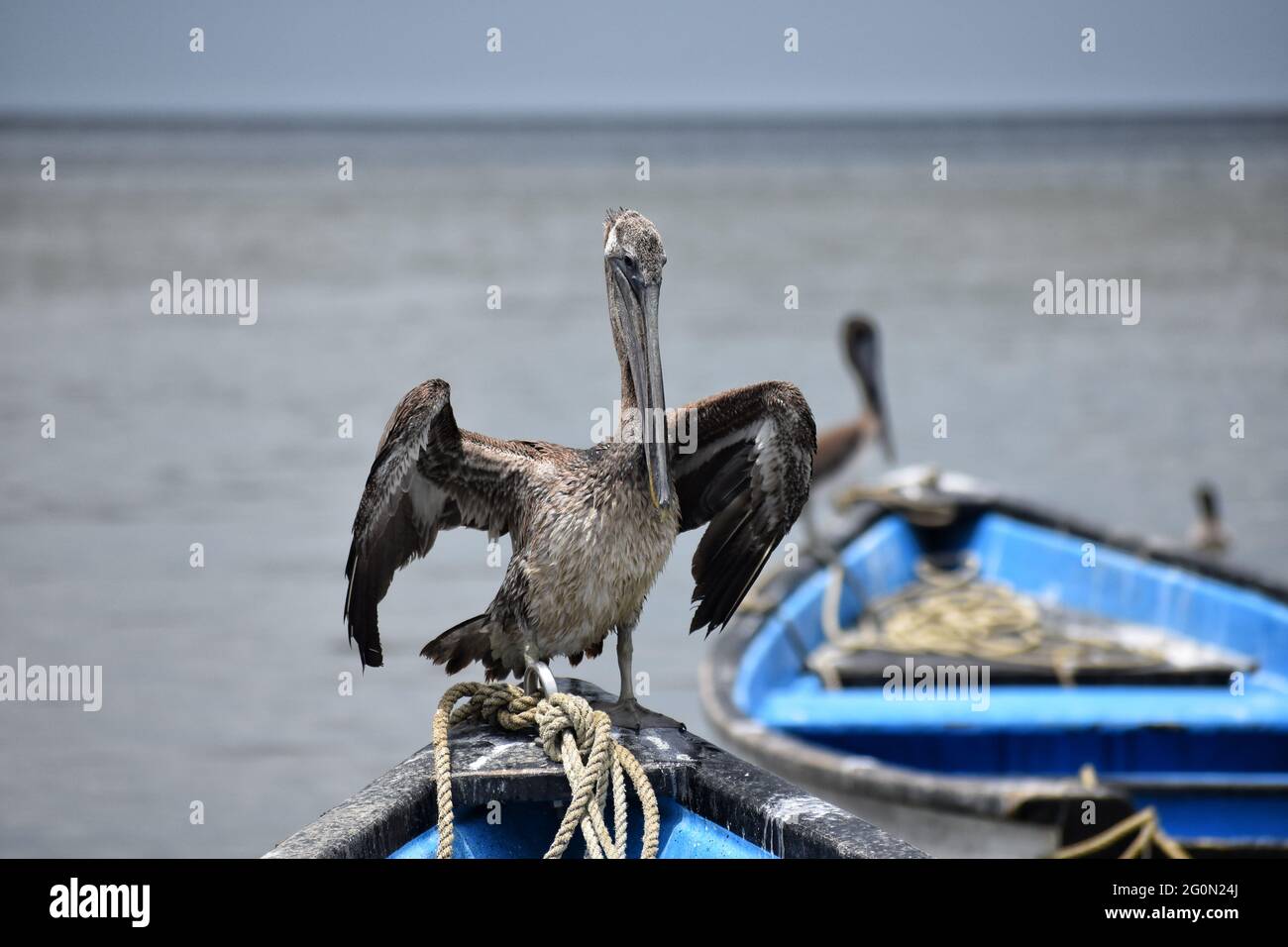 A portrait of a brown pelican on a fishing boat in Orange Valley, Trinidad. Stock Photo