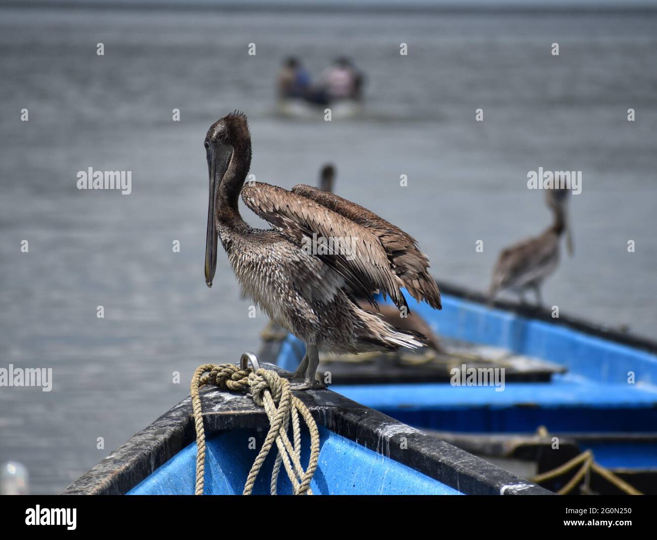 A portrait of a brown pelican on a fishing boat in Orange Valley, Trinidad. Stock Photo