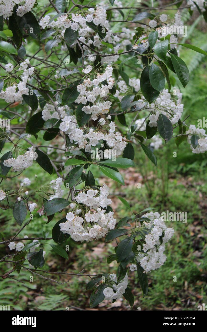 Wild Mountain Laurel in Bloom Stock Photo