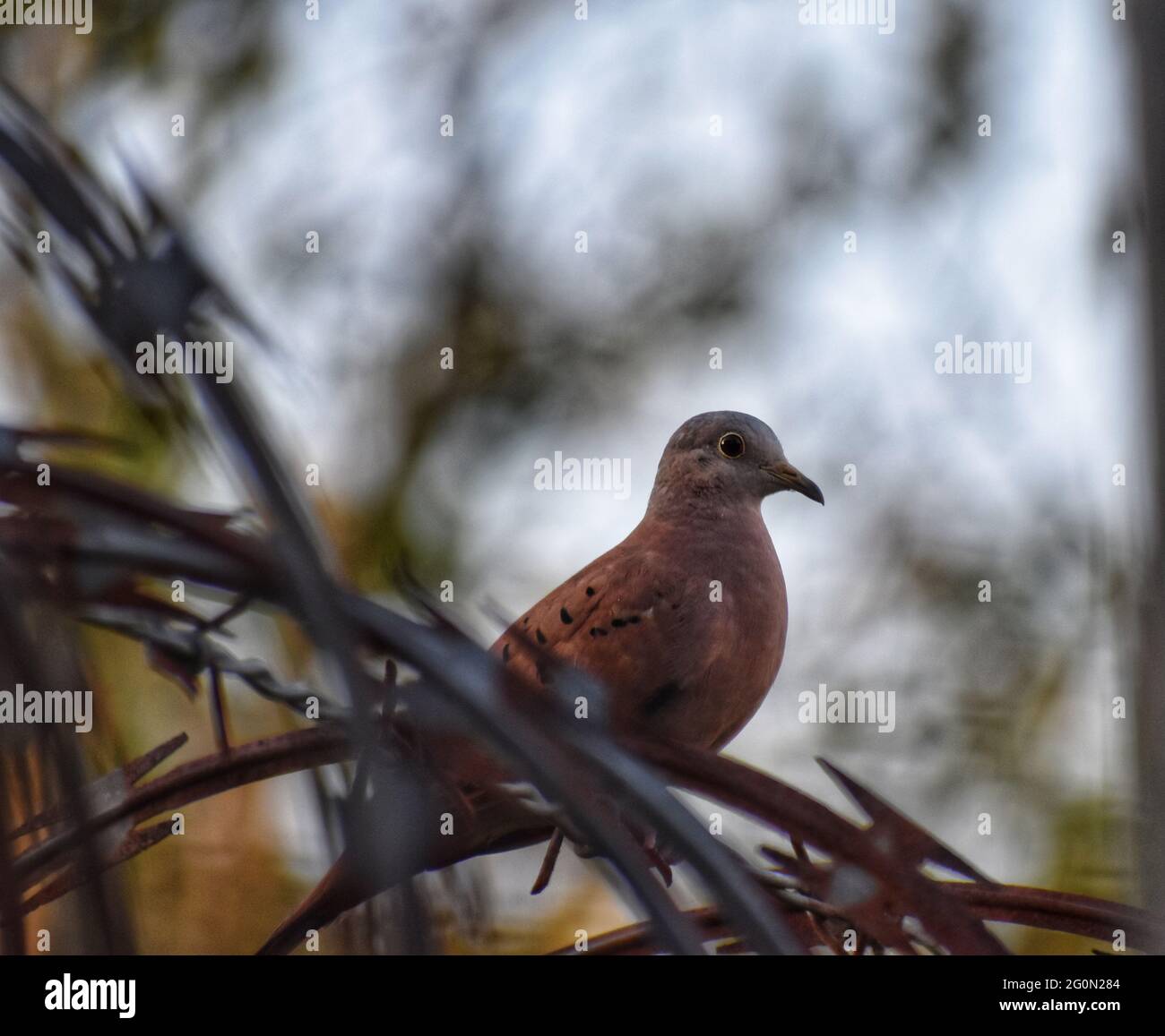 Brown dove on a fence in Central Trinidad Stock Photo