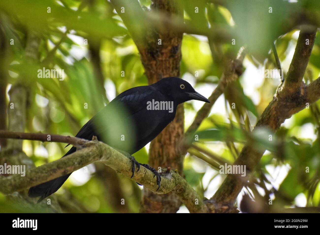 Black Bird on Mango Tree Stock Photo