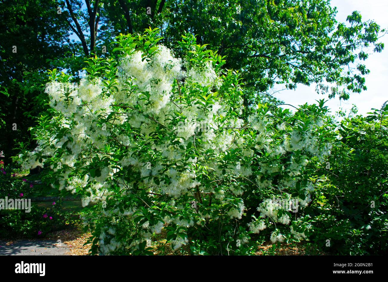 Flowering fringe tree (Chionanthus virginicus) showing off its white aromatic late spring