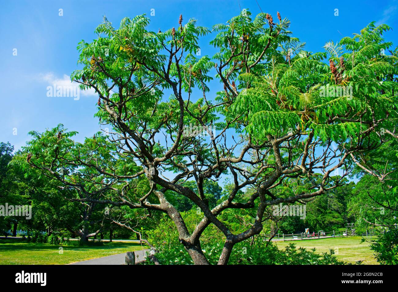 Sumac tree hires stock photography and images Alamy