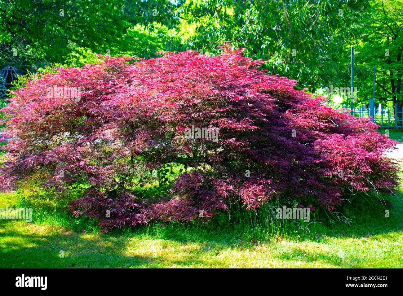 Dwarf Japanese Maple High Resolution Stock Photography And Images Alamy Dwarf Japanese Maple High Resolution Stock Photography And Images Alamy