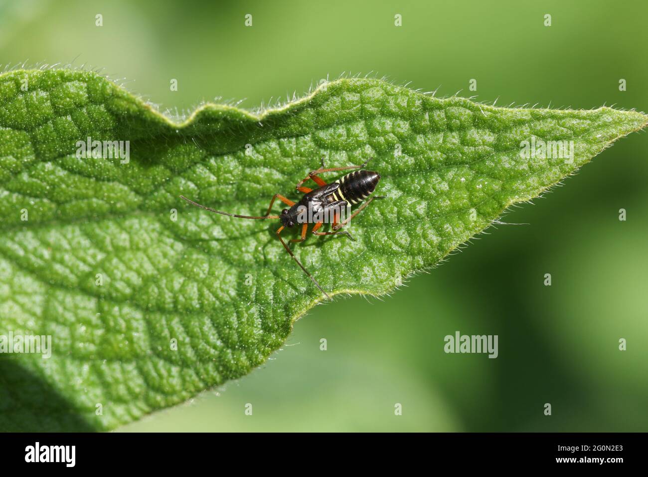 Bug miris striatus hi-res stock photography and images - Alamy