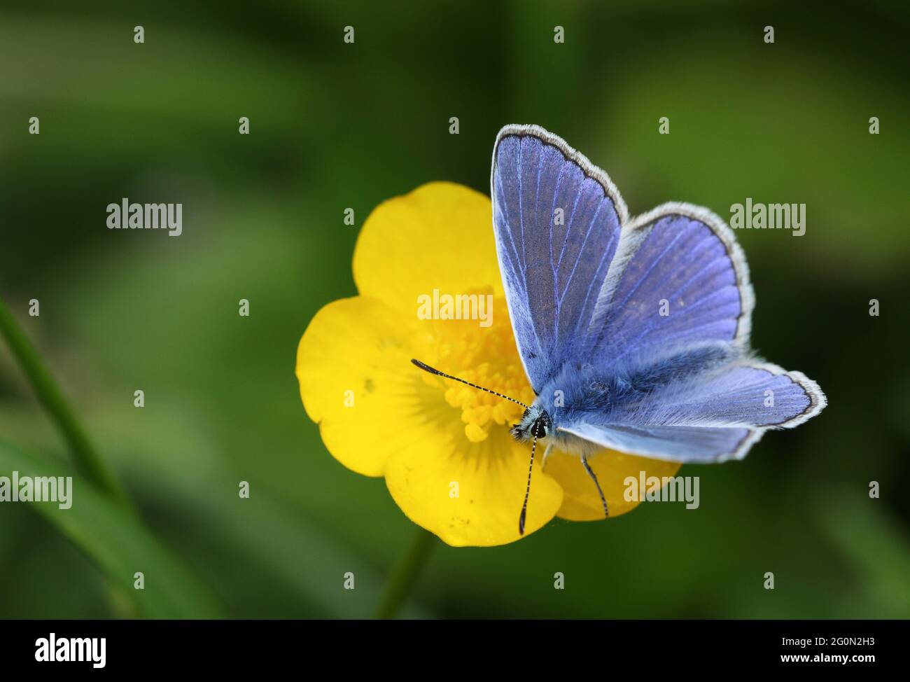 Buttercup with bug hi-res stock photography and images - Alamy