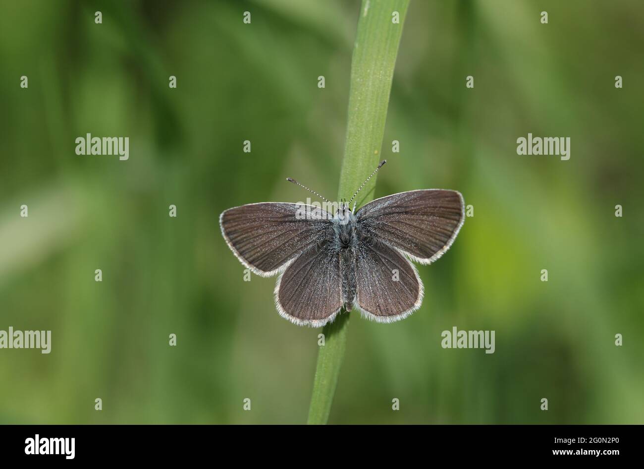 Smallest british butterfly hires stock photography and images Alamy